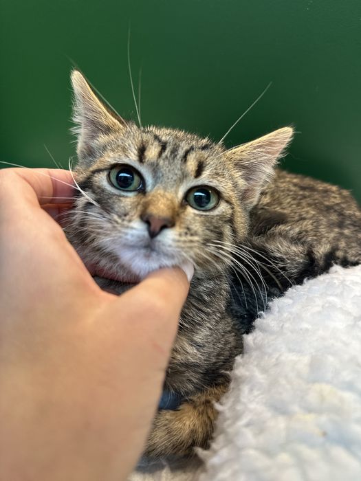 Котик тигрик кошеня 3,5 місяці сірий табі