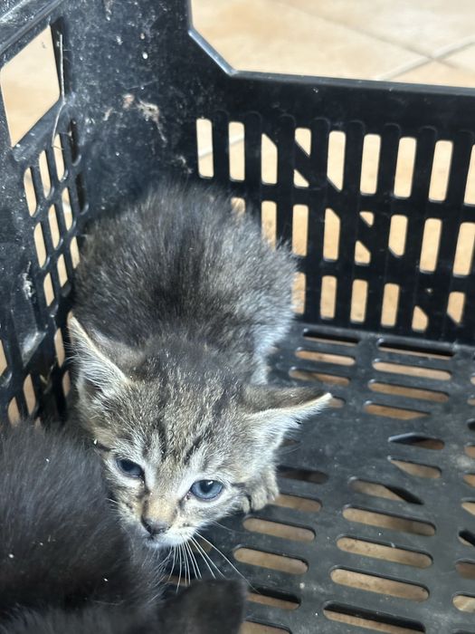 Dou gatinhos bebés