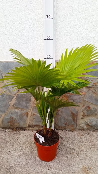 Palmeira rotundifolia