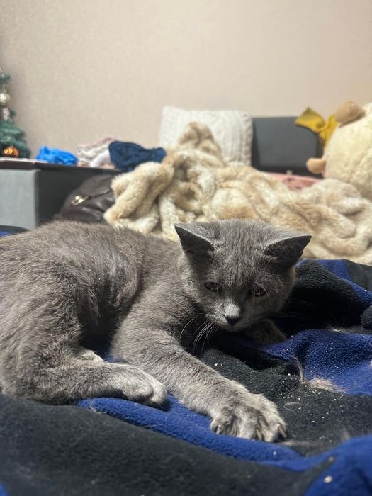 Кошеня в хороші руки