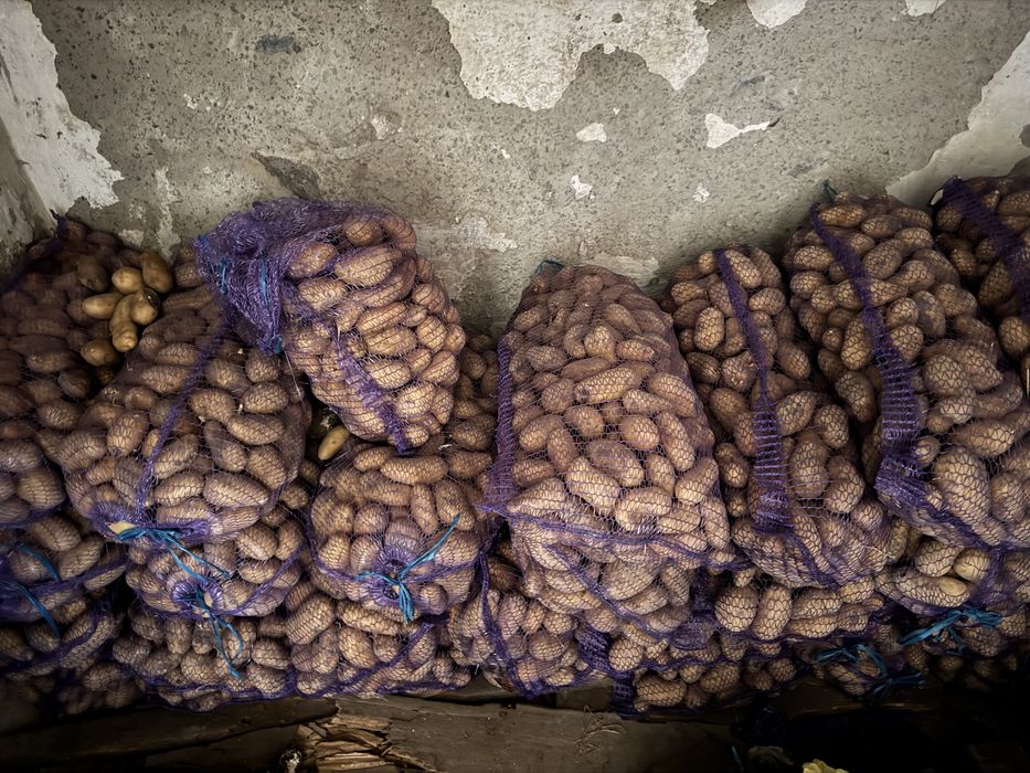 Продам домашню картоплю сорт Гранада – смачна, без хімії