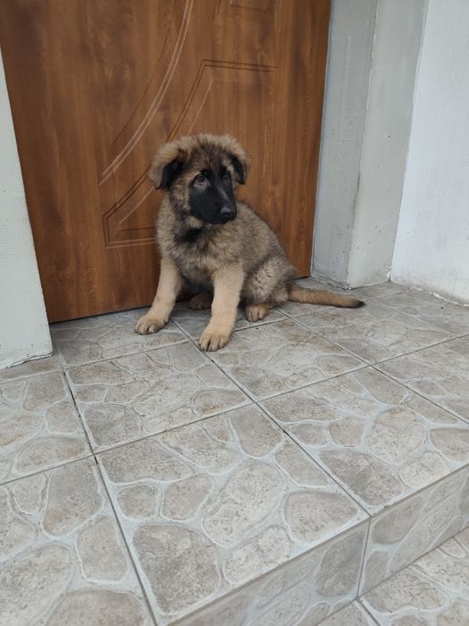 Owczarek niemiecki długowłosy suczka