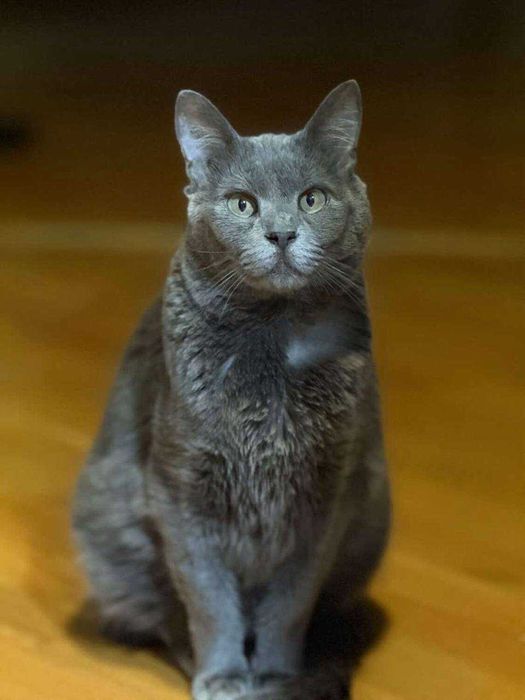 красивий ніжний кіт,котик