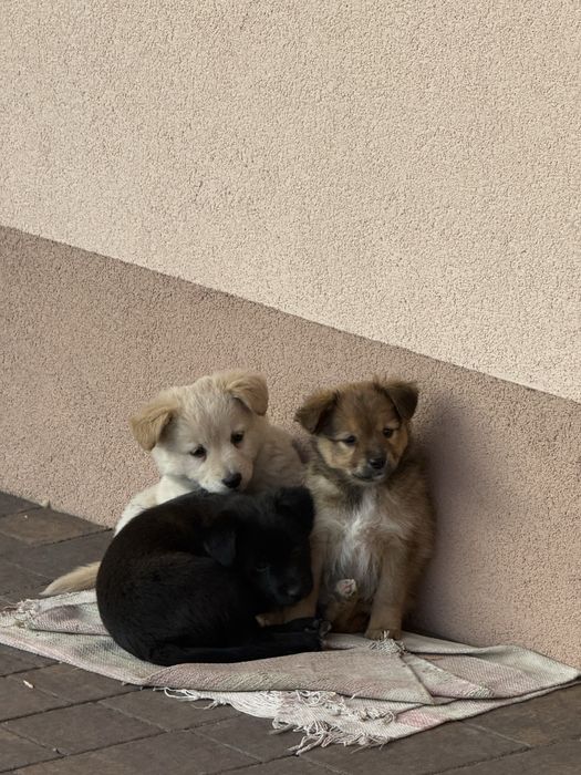 Dwa pieski szukaja domu