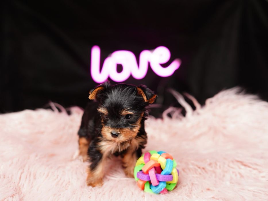 Любознательные йорки