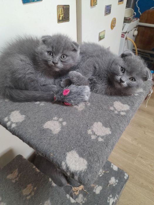 Котята шатладские веслоухие