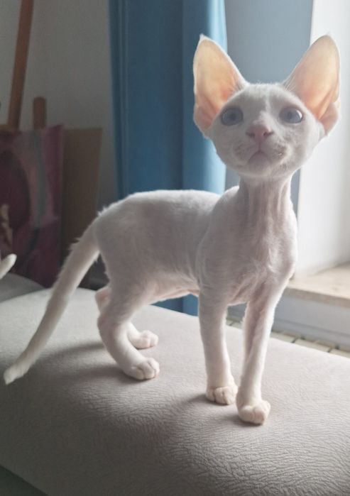Piękny kocurek niebieskooki devon rex