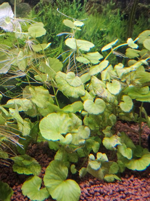 Alternanthera Rosanervig