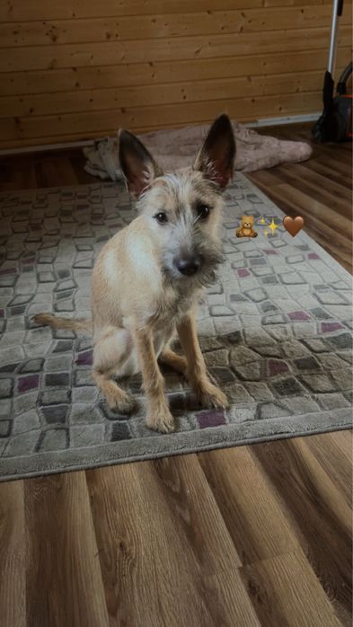 Oddam suczke  w dobre rece.