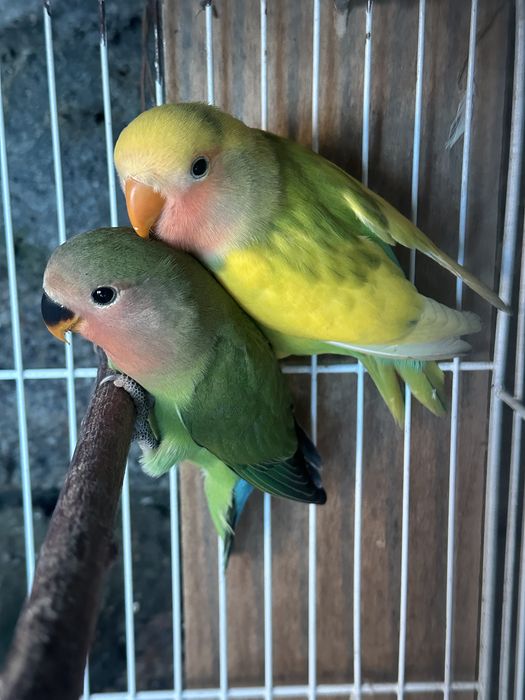 Agapornis Roseicollis