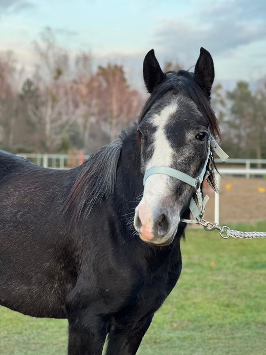 Klacz C grupa 4lata 140cm