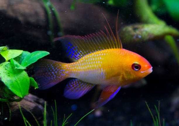 GB Pielęgniczka Ramireza biała