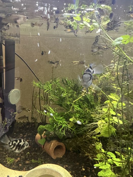 Продам тигровых рыбок