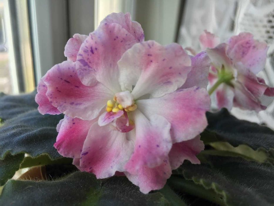 Продам фиалки сортовые