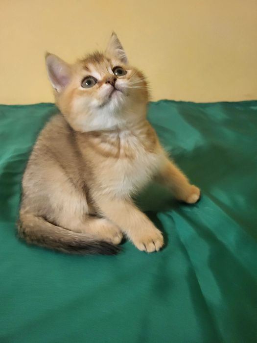 Хлопчик золота шиншилла.