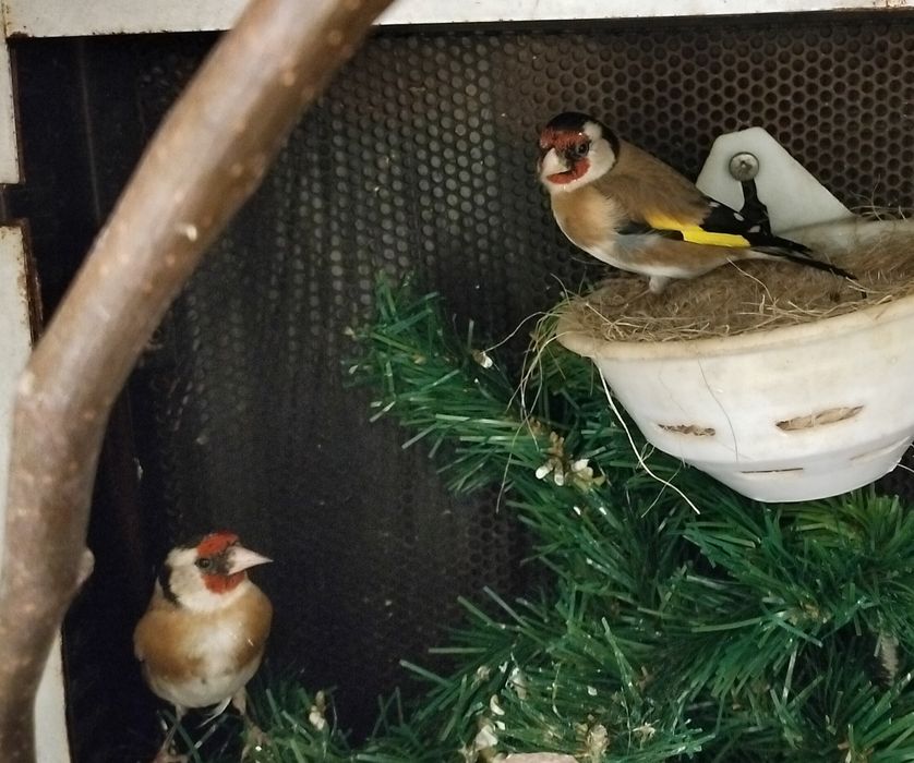 Bom casal pronto a criar  aceito troca