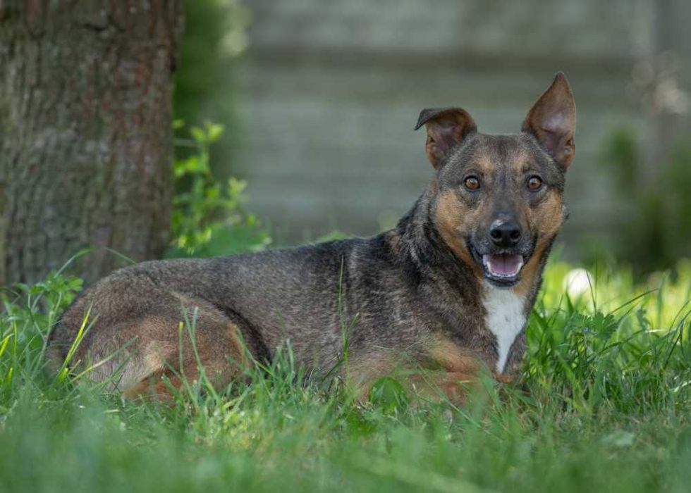 064180 Bobik do adopcji