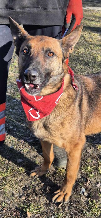 Piesek okolo 5 lat
