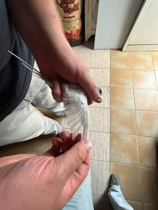 Vendo piriquitos