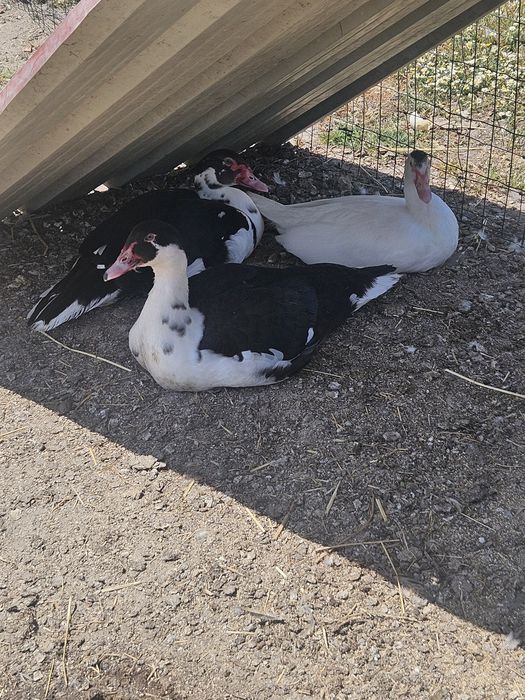 Patos mudos (machos e fêmeas)