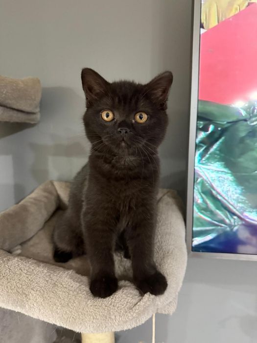 Kotka Brytyjska Krótkowłosa