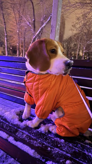 Бигль в хорошие руки.