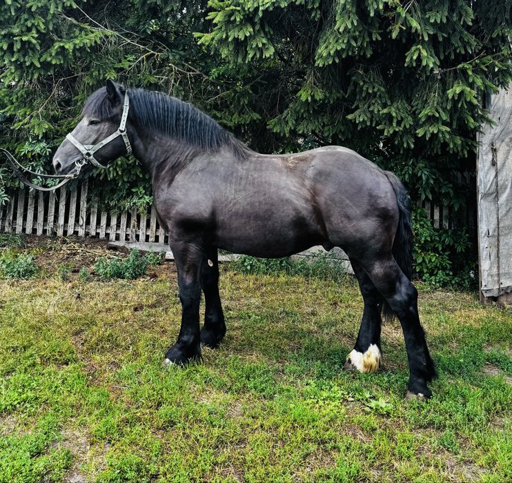 Ogier zimnokrwisty Alsan kary