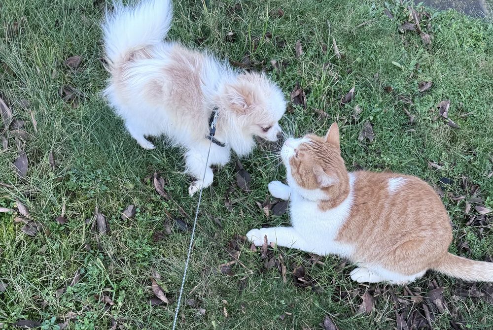 Oddam kota w dobre ręce