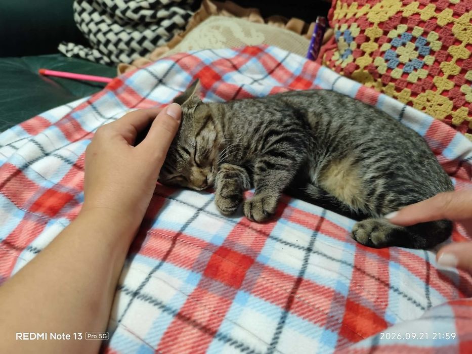 gatinho muito meigo para adoção