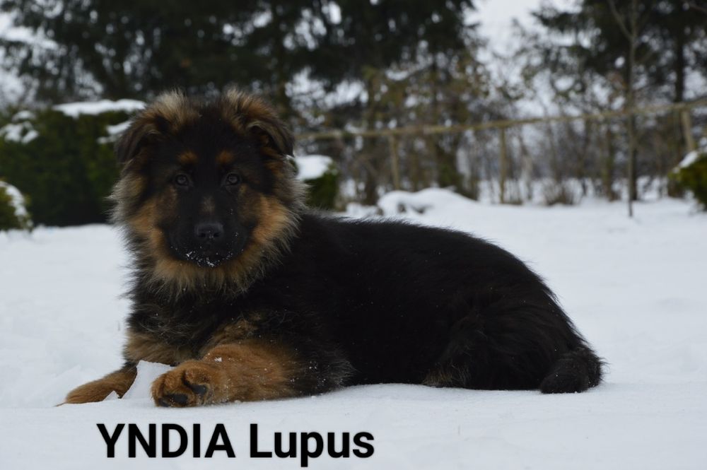 Owczarek niemiecki długowłosy na sprzedaż - YNDIA !!!