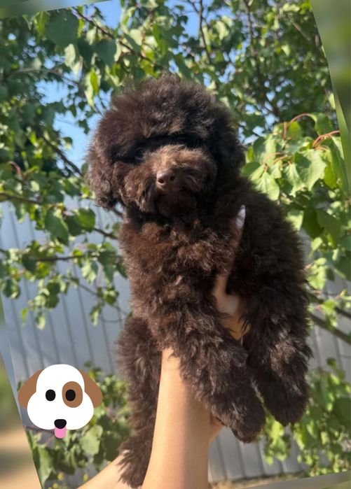 Пудель Той хлопчик