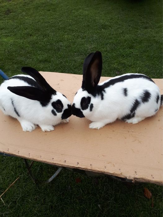 Sprzedam srokacze niemieckie