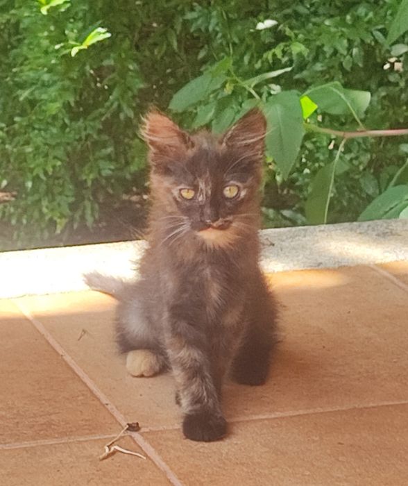 Gato para adoção