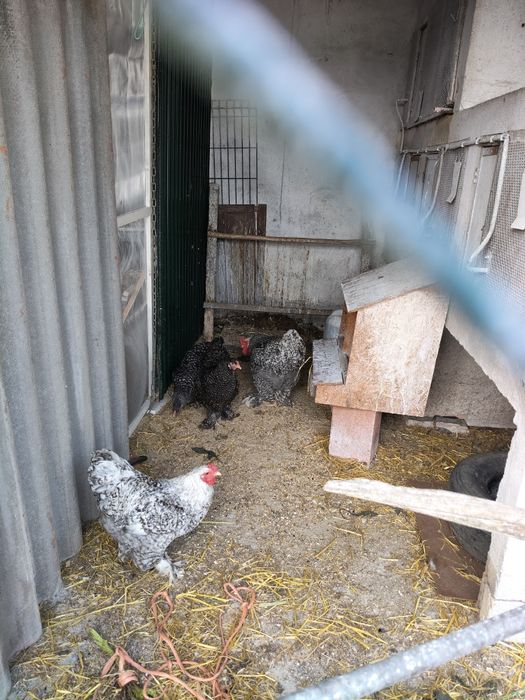 Galo brahama barrado