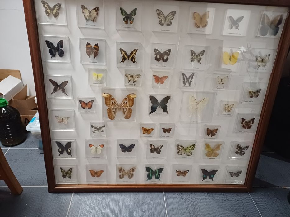 Quadro borboletas