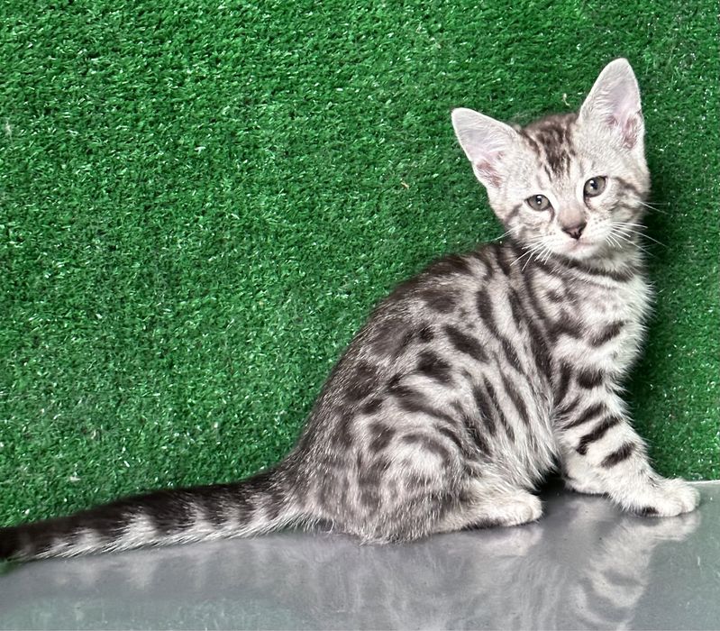 Девочка бенгалка, 2 месяца