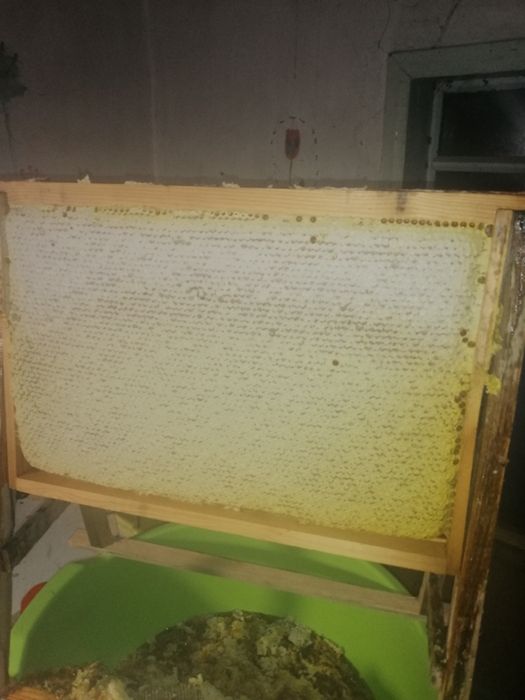 Продам пчелопакеты