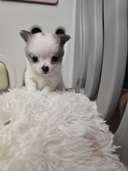 Chihuahua- prawdziwa perełka wśród piesków