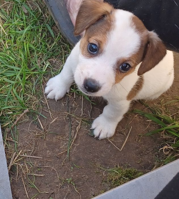 Sprzedam szczenię Jack Russel Terrier