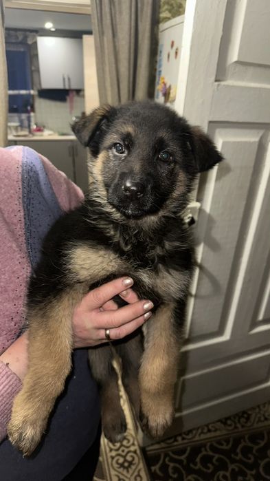 Продам щенят німецької вівчарки