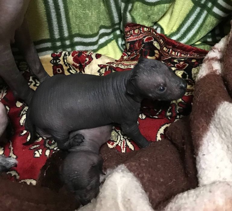 Мексиканская голая, Ксолоитцкуинтли щенки