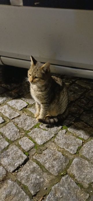 Gatinho 4meses muito meigo