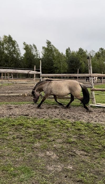 Przemiła klacz wszechstronna konik polski 10 lat
