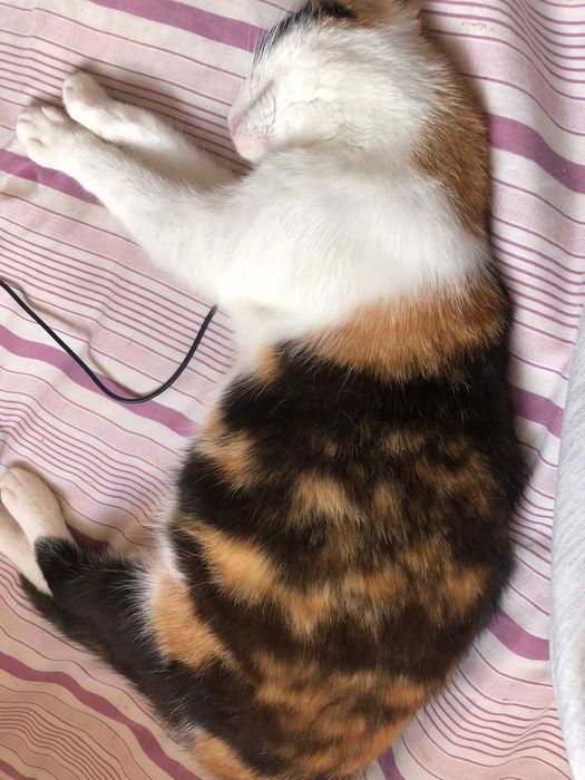 кошенята безкоштовно