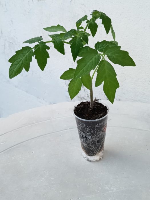 Mudas de  Tomate
