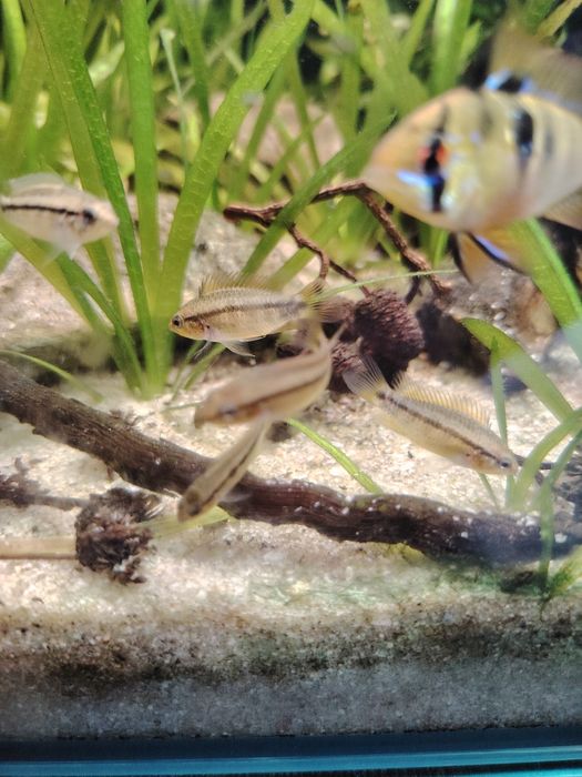 Apistogrammas eremnopige (raros)
