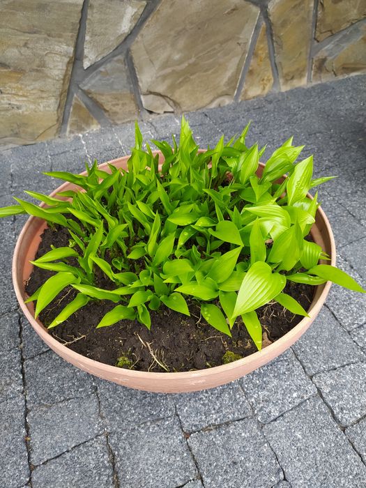 Funkia zielona miniaturka 3 sztuki .