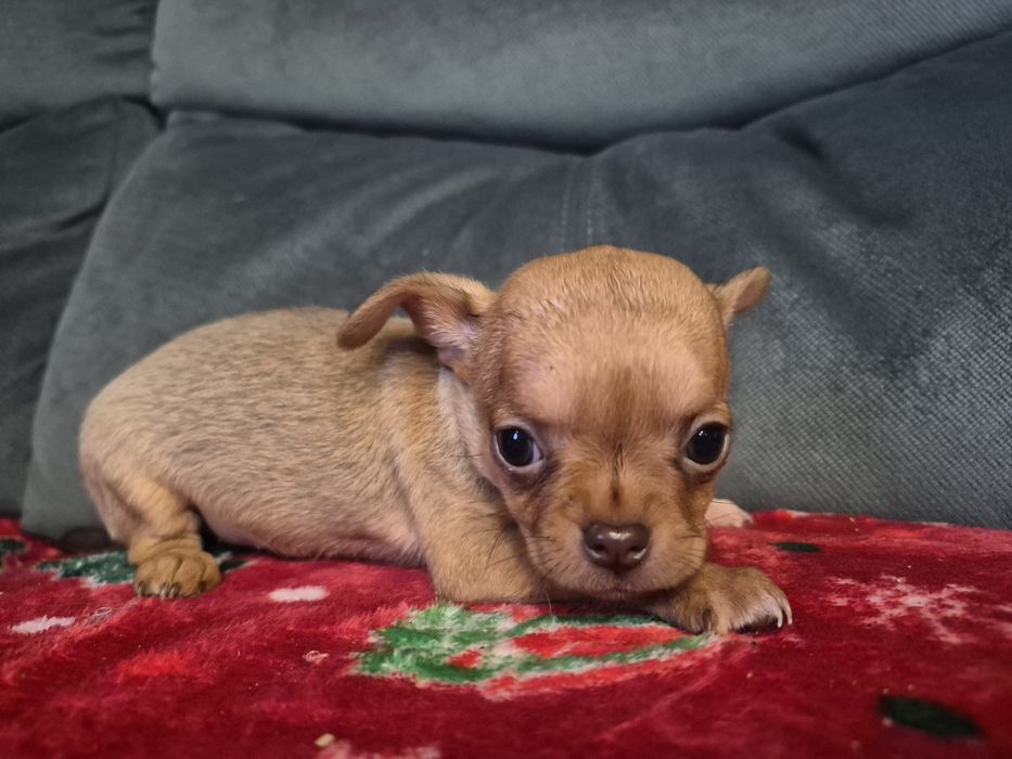 Chihuahua miniatureczka biszkoptowa dziewczynka z rodowodem