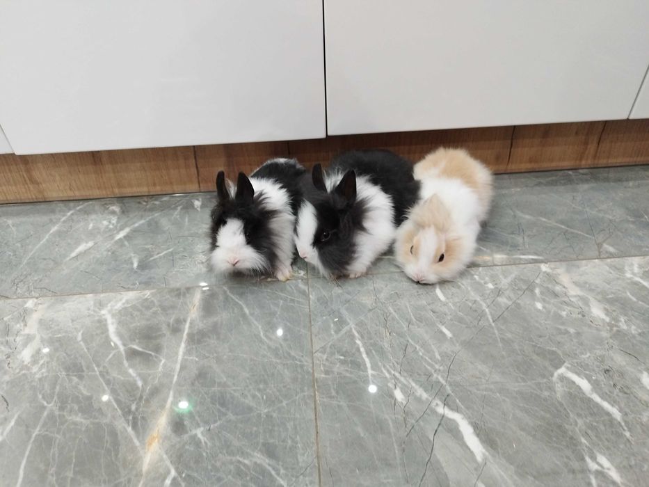Króliki miniaturki Teddy Lewki młode