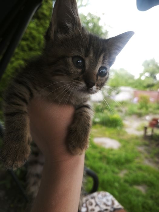 Котеня в добрі руки
